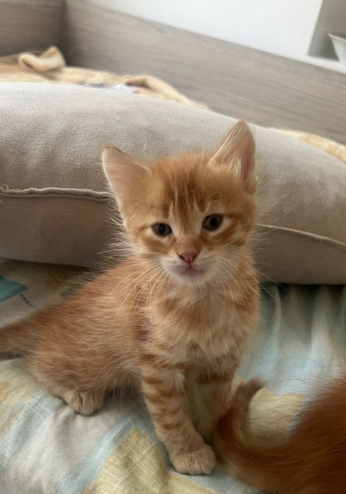 Подарявам котенца турска ангора