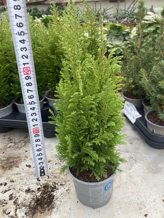 Коника ,Кипарисы,можжевельники