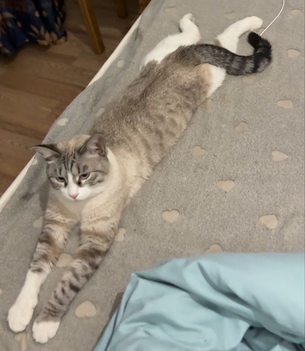 Отдаем в хорошие руки кота