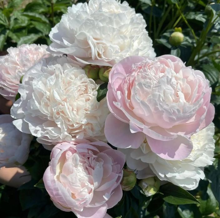 Продам пионы сортовые