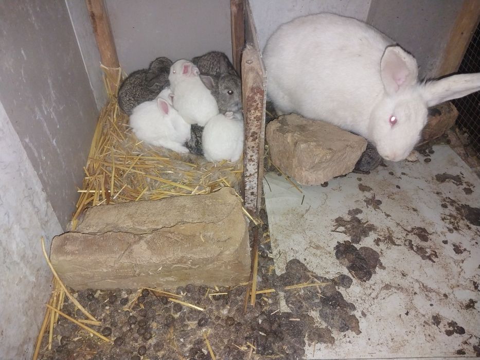 Hikol samka oila sotiladi 10 ta bolasi bilan 15 yanvarda tugʻulgan