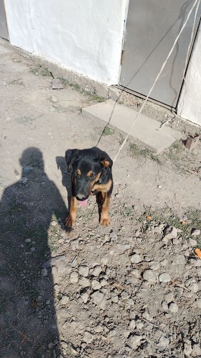 Продам собак хороши породы