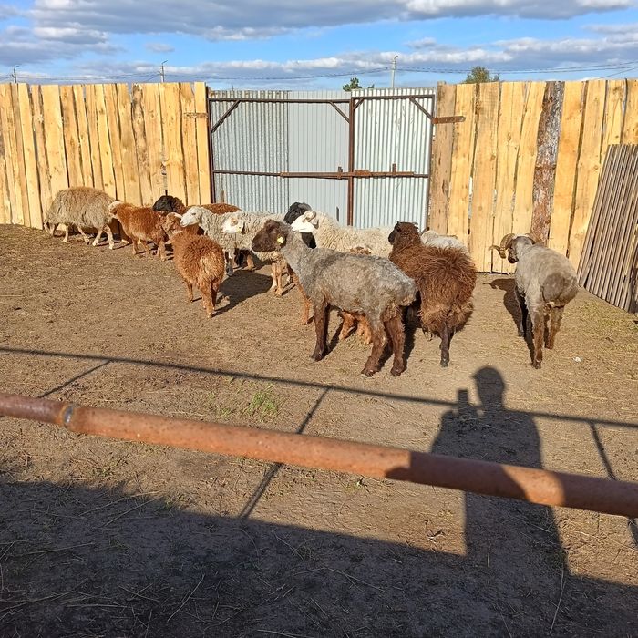 Продам овец 22 головы