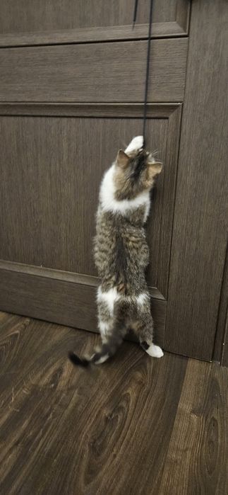 Котёнок Девочка в дар!