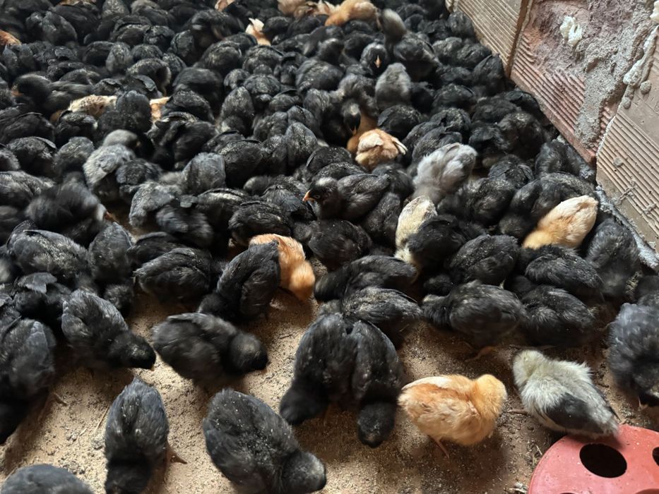 Продавам пилета на 10 дни