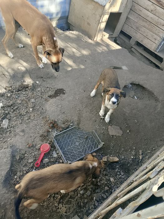Отдам в хорошие руки щенков