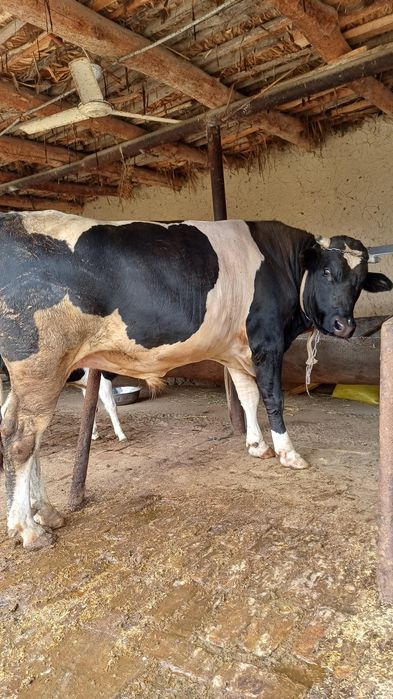 2 buqa bor sotiladi: 40 000 000 so’m