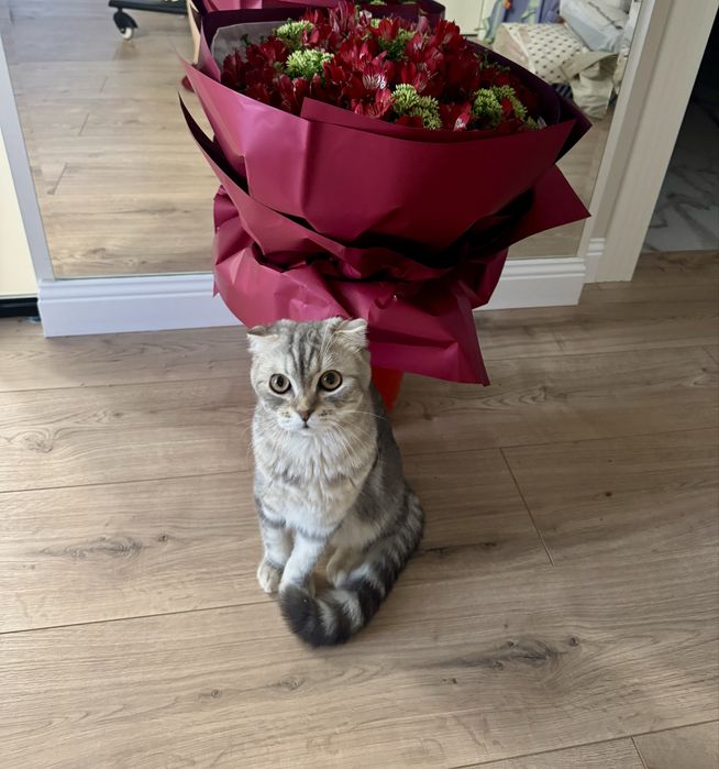 Вязка наш Скоттиш Фолд