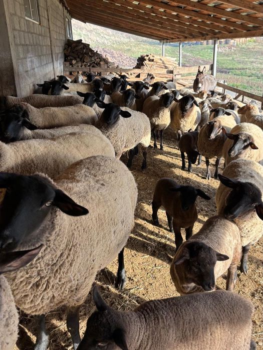 Oi suffolk origine Irlanda