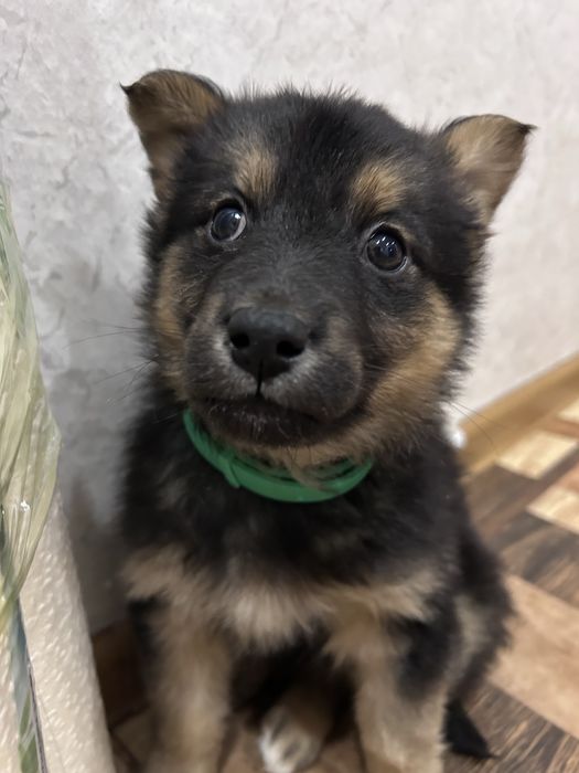 Отдам щенка в добрые руки