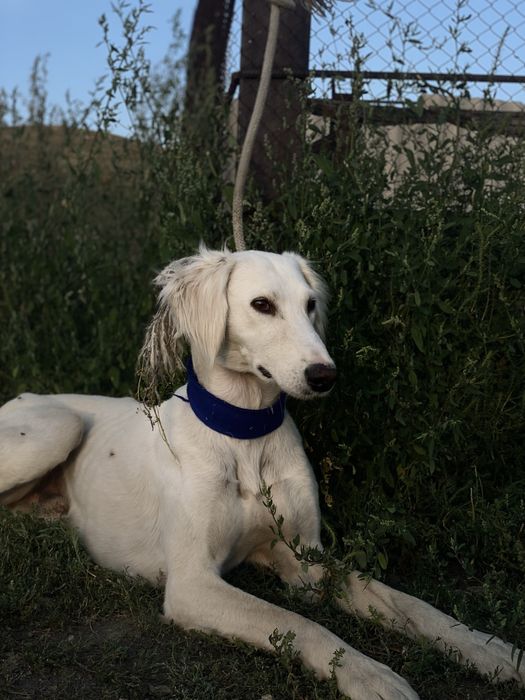 Өскемен тазы,2,5 жасар