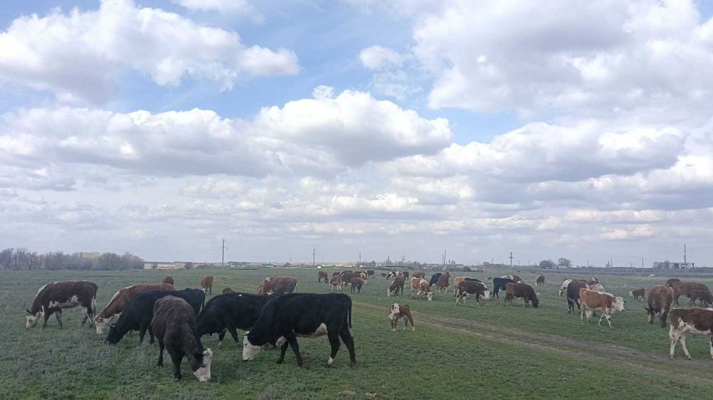 Услуги транспорта по городу
