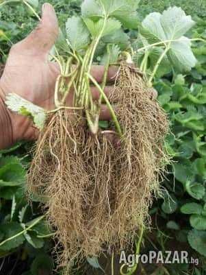 Расзад ягоди и малини от производител