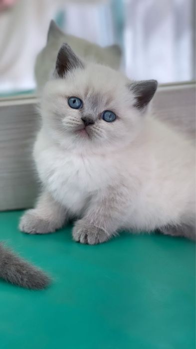 British colorpoint superb