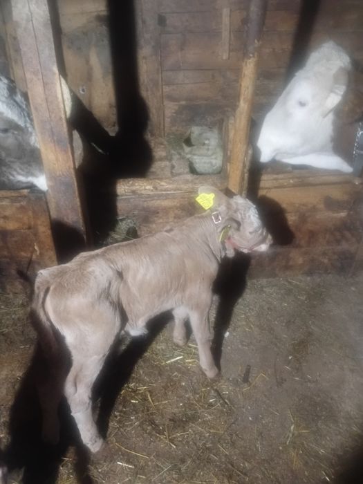 De vânzare vițea de o săptămână!