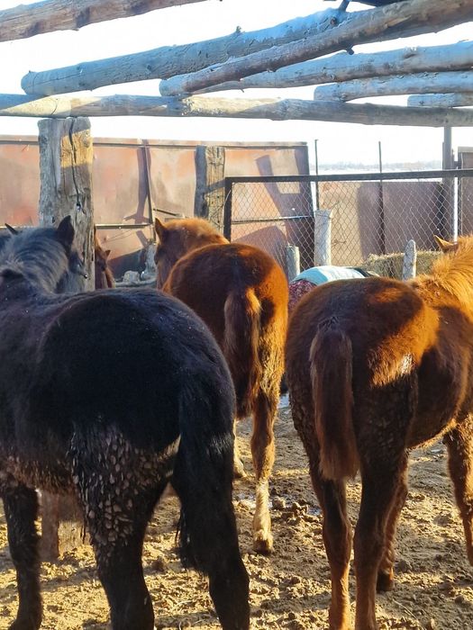Продам жирных лошадей с откорма Бармақ қазы
