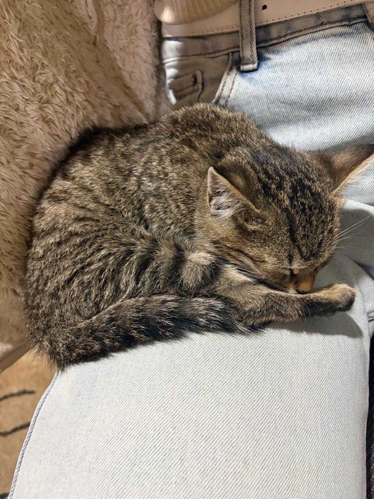 Отдам котенка в хорошие рук