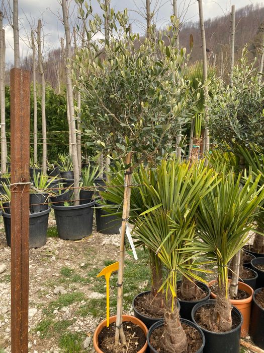 Plante Ornamentale pentru Exterior si Alei