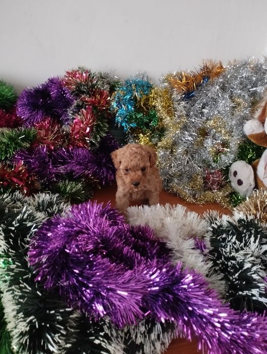 Той Пуделчета  Toy Poodle.