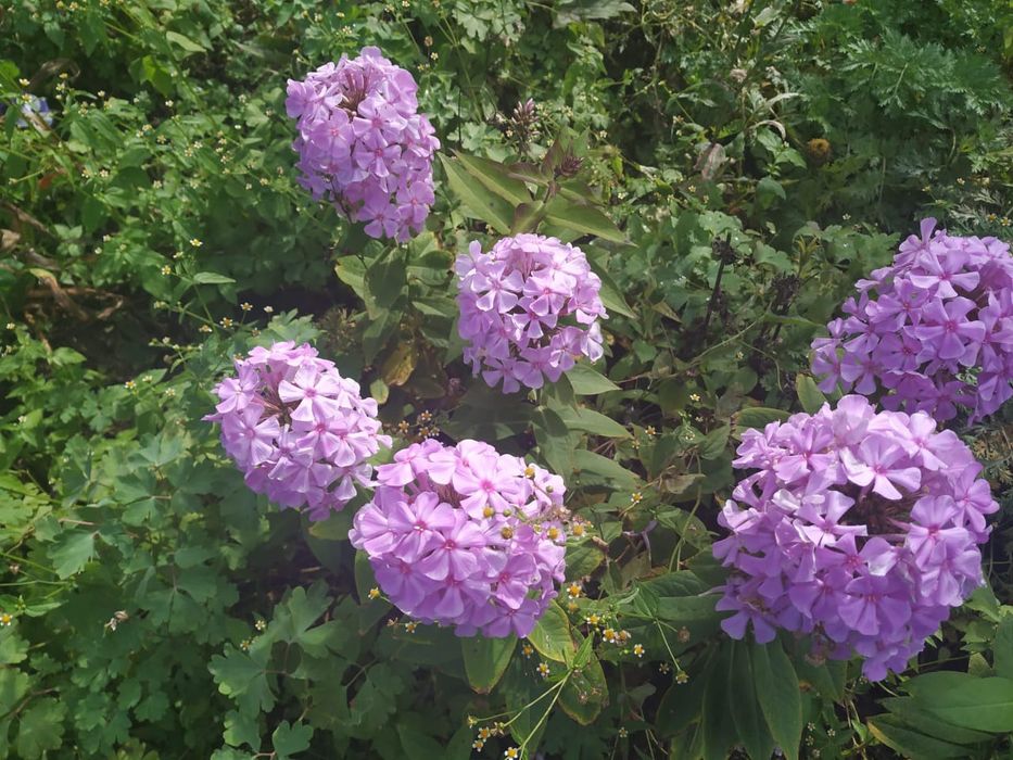 Флоксы многолетние, метельчатые