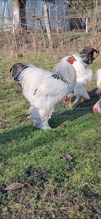 Ouă incubat brahma herminat deschis