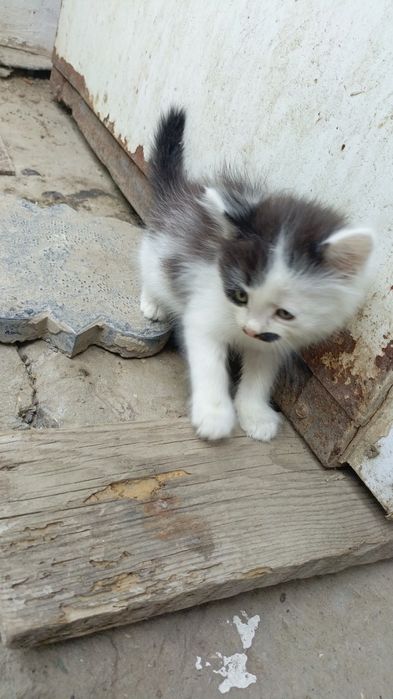 Бесплатно пышыклар