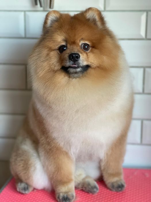 Померанский шпиц. Вязка