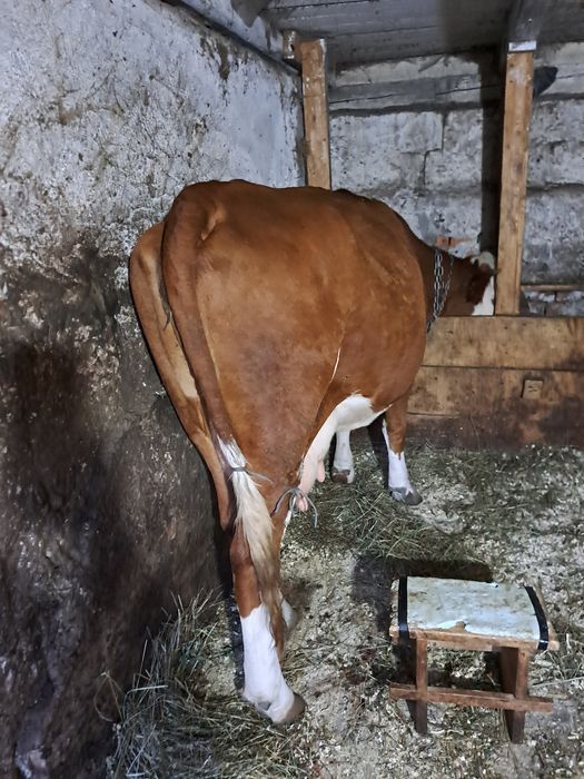 Vaca si vițucă .