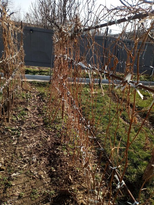 Продам кусты малины, ежевики и смородины