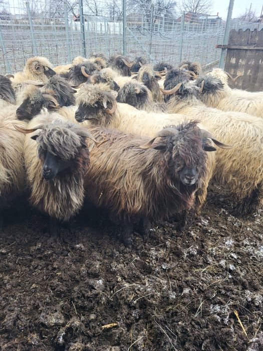 Oi bucalăi de vânzare