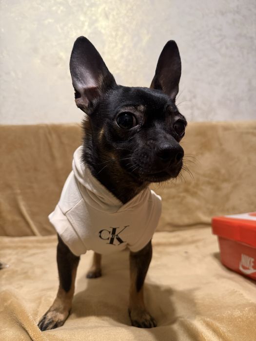 вязка чихуахуа, мальчик срочно