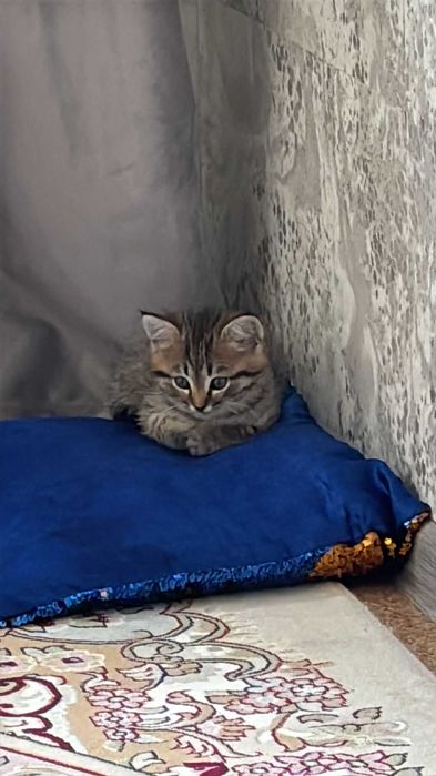 Красивые котята в добрые руки