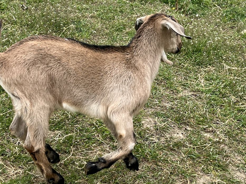 tapi metis cu varsta de doua luni