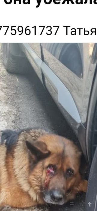 Чья раненая собака овчарка где хозяин