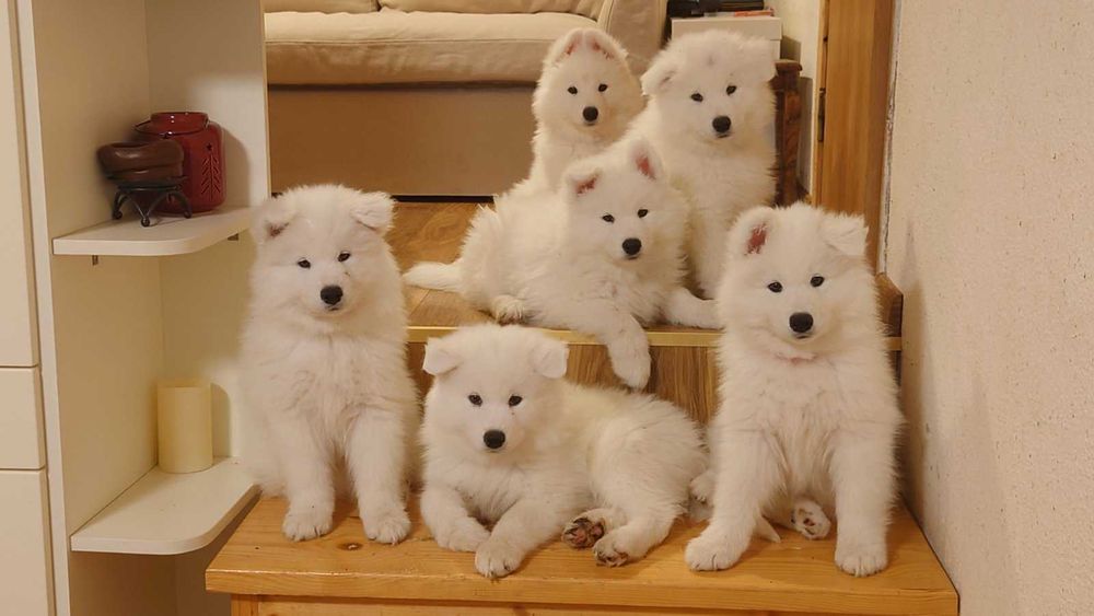 Продавам кученца Сибирски Самоед