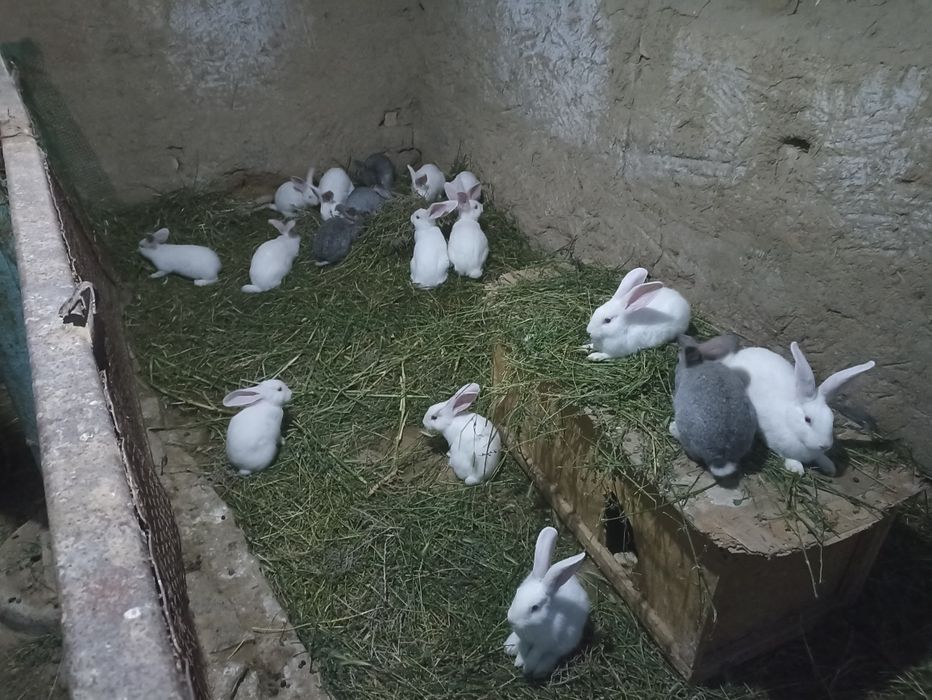 Quyonlar sotiladi soglom xikol zoti