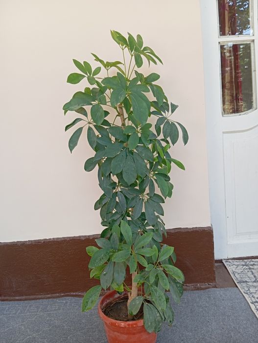 Chiroyli honaki gullar