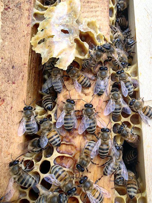 Отводки сезон 2026