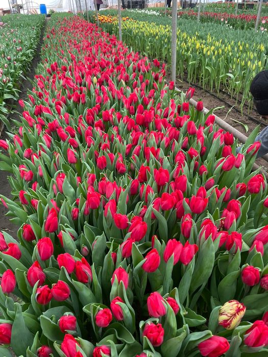 Тюльпаны оптом и розницу