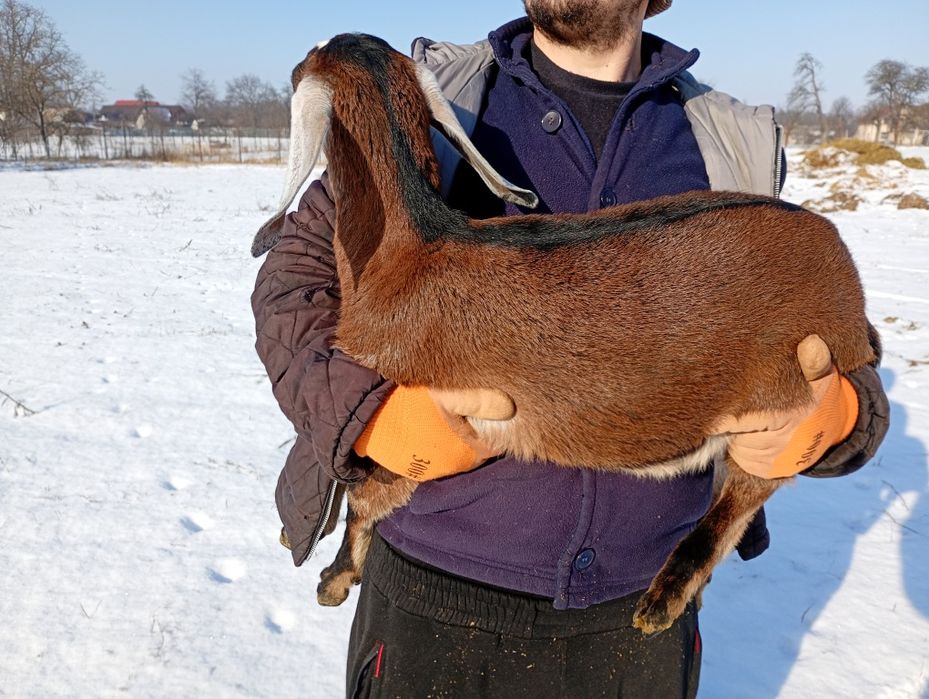 Mascul Anglonubian cu pedigree.