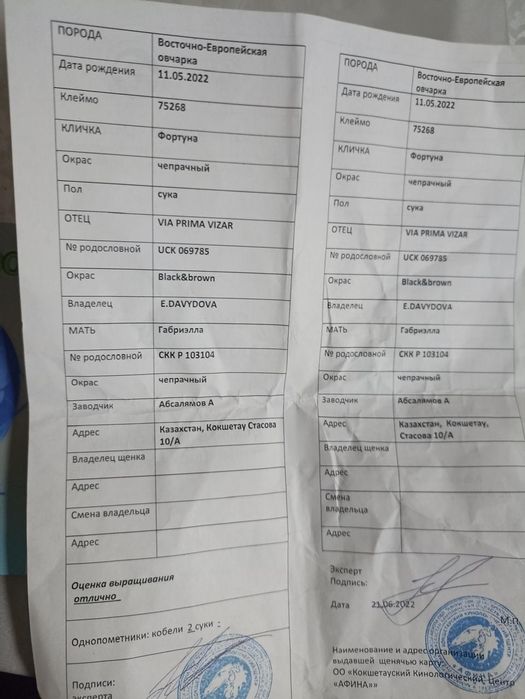 Продам восточно - европейскую овчарку