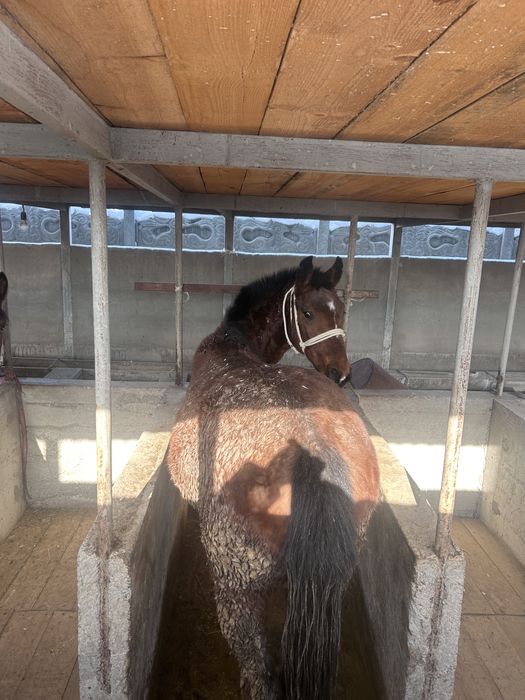 Бордақы сатылады