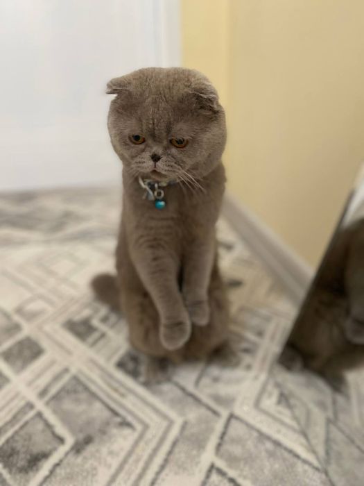 Скотиш фолд 1ёшда еркак