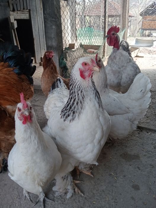 Găini Brahma Columbia și HD