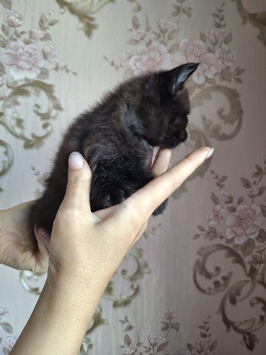 Котята домашние мальчики и девочки