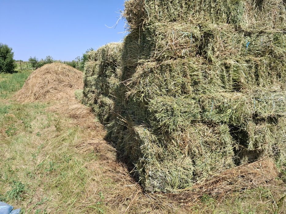 Baloți lucernă producator