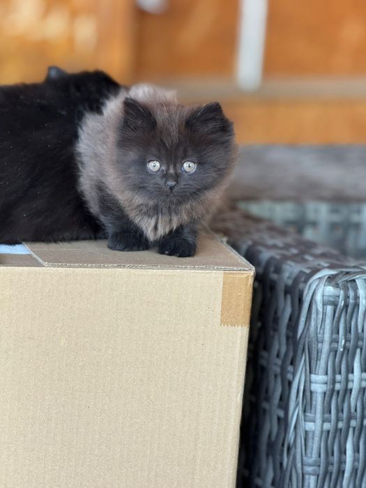 Отдам  шикарного котенка