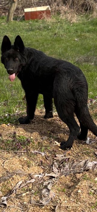 Черна немска овчарка МЪЖКО
