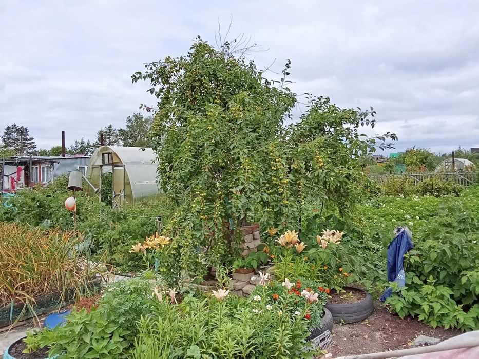 Продам дачу 6,5 соток