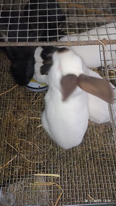 Кролики 4 месячные